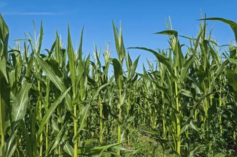 Corn Maize field with clouds Stock Photos