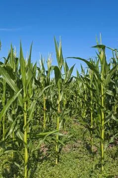 Corn Maize field with clouds Stock Photos