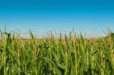 Corn Maize field with clouds Stock Photos