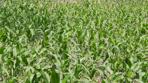 Corn Maize Field Video stock 336435290