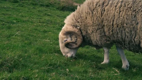 Corn maize fields in British countryside drone aerial Stock Footage 314258144
