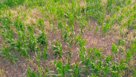 Corn maize fields in British countryside drone aerial Video stock 317990459