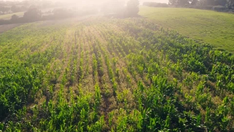 Corn maize fields in British countryside in warm sunshine drone aerial Stock Footage 318317409