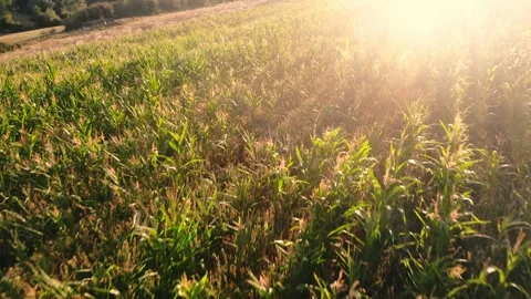 Corn maize fields in warm sunshine drone aerial Stock Footage 321297473