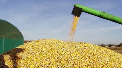 Corn maize grain Closeup of Combine Loading view slow motion agricultural Video stock 270465848