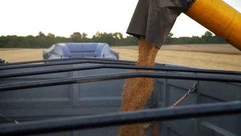 Corn maize grain Closeup of Combine Loading view slow motion agricultural Stock Footage 336581320