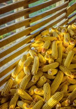 Corn, Maize In The Old Rural Barn Stock Photos