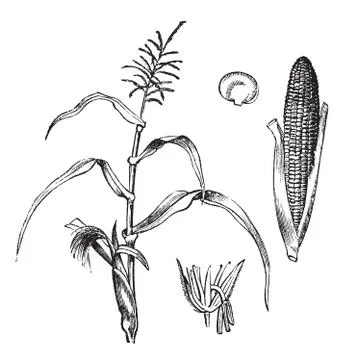 Corn, Maize or Zea mays, vintage engraving. Stock-Illustration
