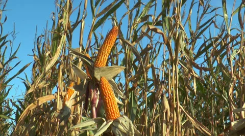 Corn (maize) plants closeup Stock Footage 30583139