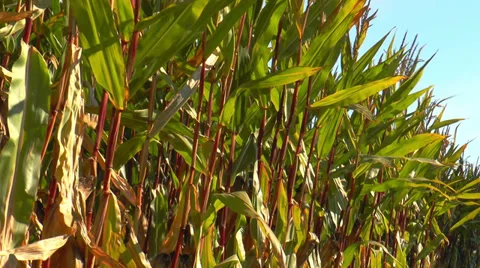 Corn (maize) plants swaying in the wind Stock Footage 30583093