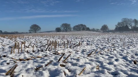 Corn maize stubble snow covered field farming countyryside Stock Footage 297582445