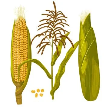 Corn maize vector illustration. Realistic hand drawn botanical isolated Illustrazione stock