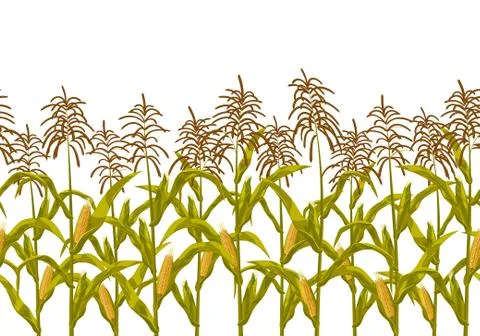 Corn maize vector seamless horizontal border pattern. Realistic botanical 스톡 일러스트