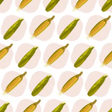 Corn maize vector seamless pattern. Realistic botanical illustration. 스톡 일러스트