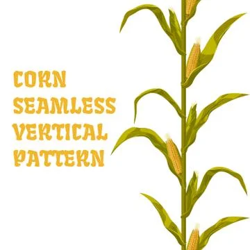 Corn maize vector seamless vertical pattern. Realistic botanical isolated Stock Illustration