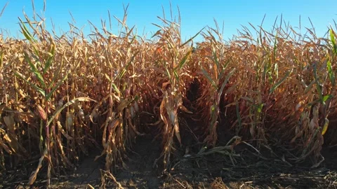 Corn maize view, agriculture field inspection, dry corn seedling crops, spr.. 動画素材 250007492