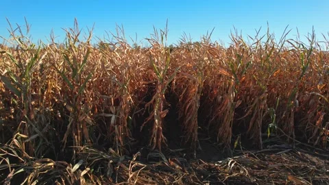 Corn maize view, agriculture field inspection, dry corn seedling crops, spr.. 스톡 동영상 250007552