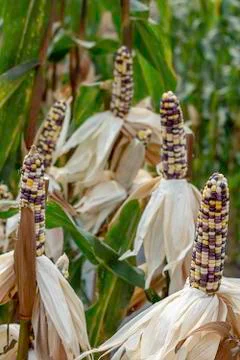 Corn with many colors in a pod on the tree at the farm show. Stock Photos