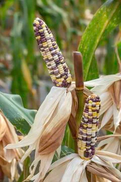 Corn with many colors in a pod on the tree at the farm show. Stock Photos