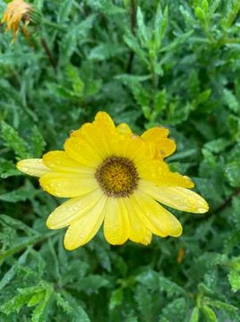 Corn marigold in bloom closeup view with selective focus on foreground Stock Photos
