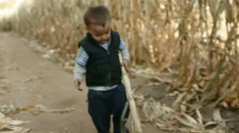 Corn maze 1 Stock-Footage 8949337