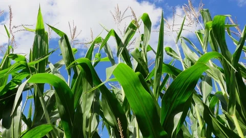 Corn Maze. Corn Leaves in a Blue Sky Stock Footage 161026820