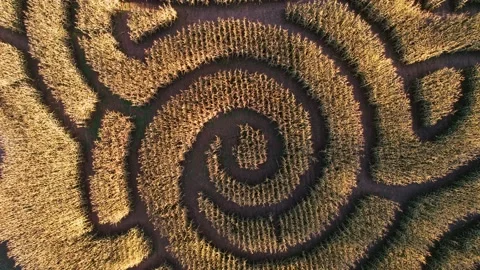 Corn Maze Crop Circles 4k Stock Footage 221270981