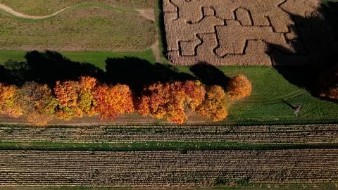 Corn maze in field during Fall Season with trees in Autumn colors Stock Photos
