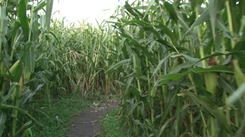Corn Maze Video stock 31907788