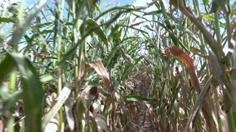 A corn maze or maize maze - maze cut out of a corn field. Stock-Footage 223818325