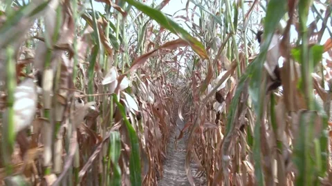 A corn maze or maize maze - maze cut out of a corn field Video stock 223818430