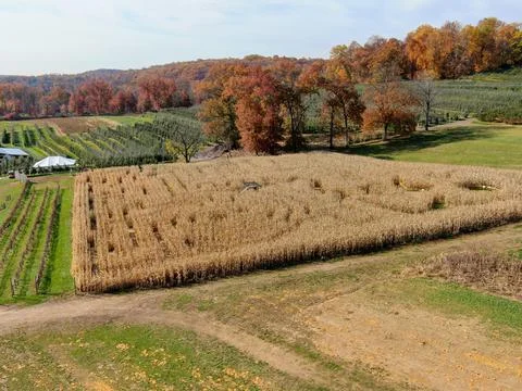 Corn Maze Overhead Drone Shot Stock Photos