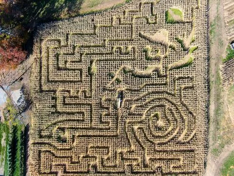 Corn Maze Overhead Drone Shot Stock Photos