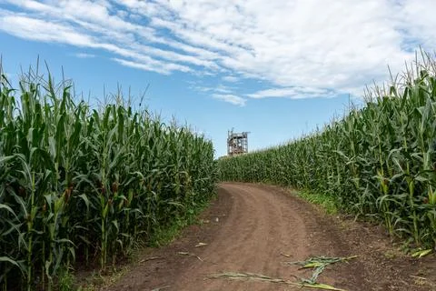 Corn maze path through a tall cornfield in the USA, rural agricultural land Stock Photos