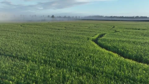 Corn maze in Saaremaa, Estonia. Stock Footage 344555215