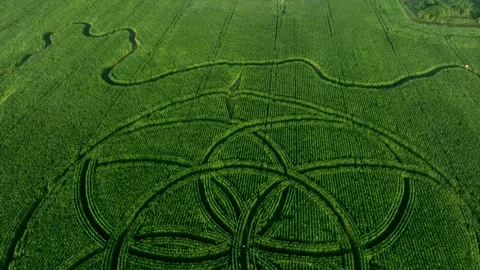 Corn maze in Saaremaa, Estonia. Stock Footage 344555271