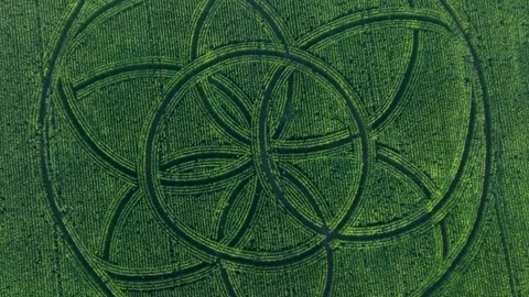 Corn maze in Saaremaa, Estonia. Stock Footage 344555353