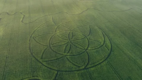 Corn maze in Saaremaa, Estonia. Stock Footage 344555523