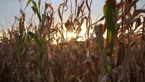 Corn Maze at Sunset 2 库存影片 253534664