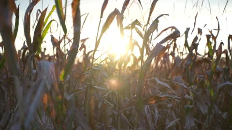Corn Maze at Sunset 库存影片 253534743