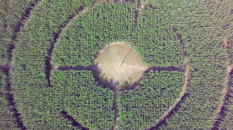 Corn maze view from drone, ascending Video stock 48809908