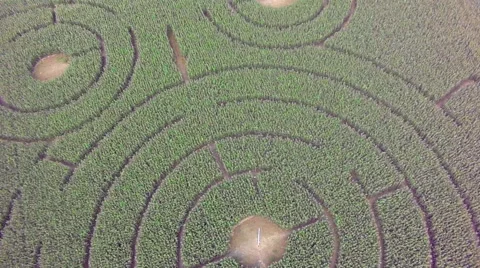 Corn maze view from drone with low flight above Stock Footage 48809186