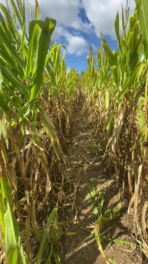 Corn Maze on Windy Fall Day - Vertical Video Stock Footage 253763047