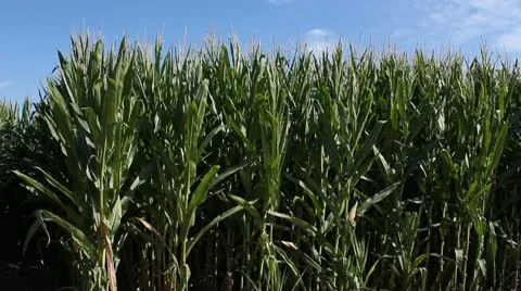 Corn Maze.mp4 Stock Footage 9164680