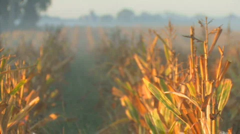 Corn Morning Video stock 844932