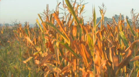 Corn Morning1 Video stock 845008