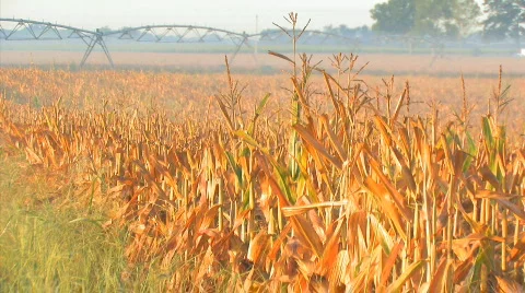 Corn Morning2 Video stock 845204