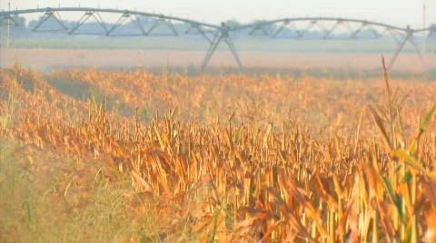 Corn Morning3 Video stock 845319