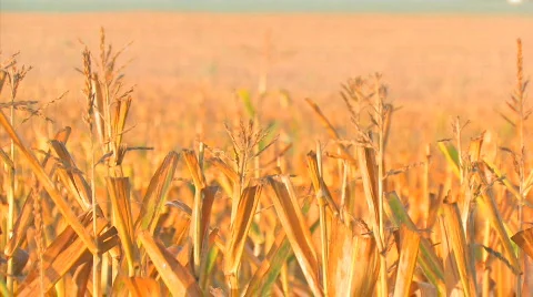 Corn Morning4 Video stock 845326