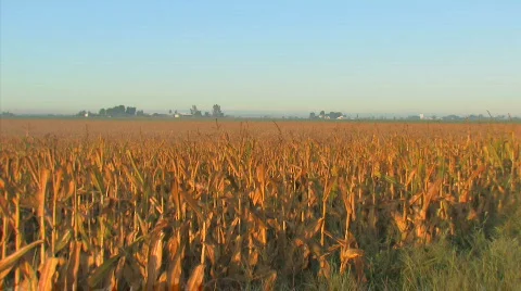 Corn Morning5 Video stock 845333